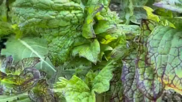 芥菜的种植方法