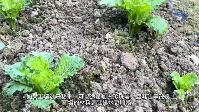 芥菜的种植方法