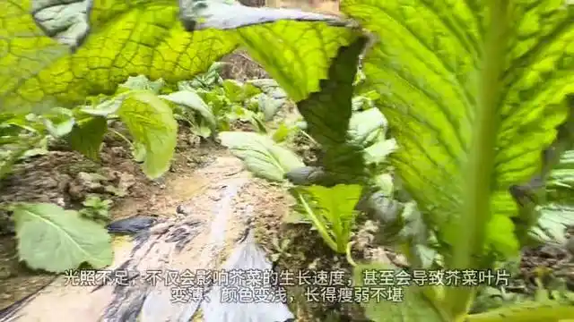 芥菜的种植方法