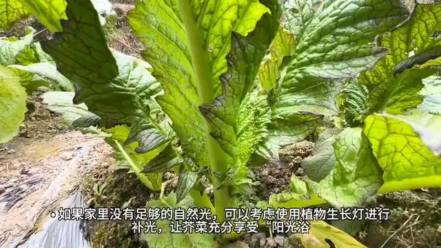 芥菜的种植方法