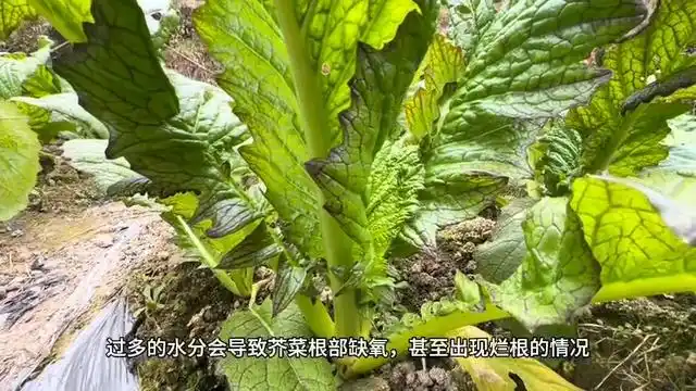 芥菜的种植方法