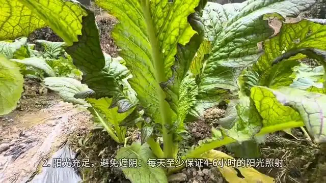 芥菜的种植方法