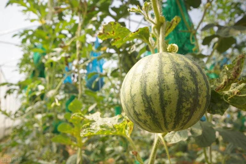春季西兰花种植技术