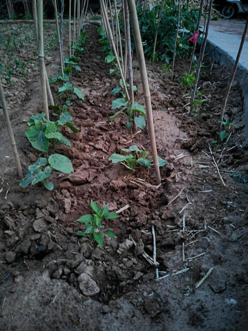 水果帮苗木种植