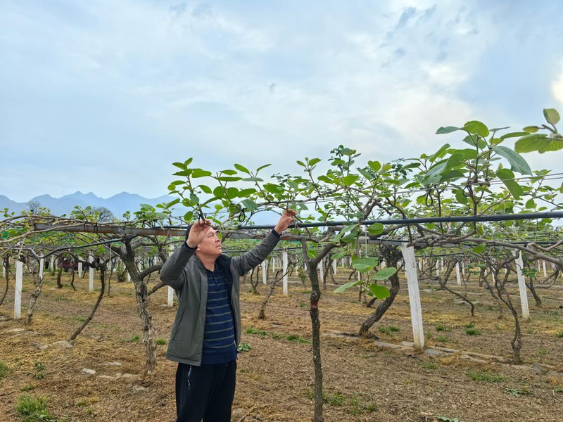 The way the monkeys grow