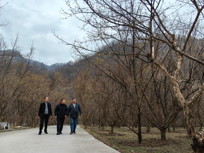 The way the monkeys grow