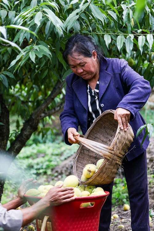 Pear planting techniques and management