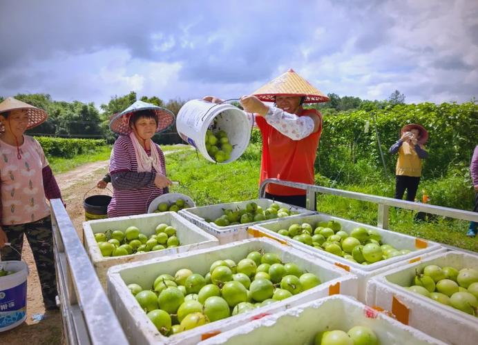 Pear planting techniques and management
