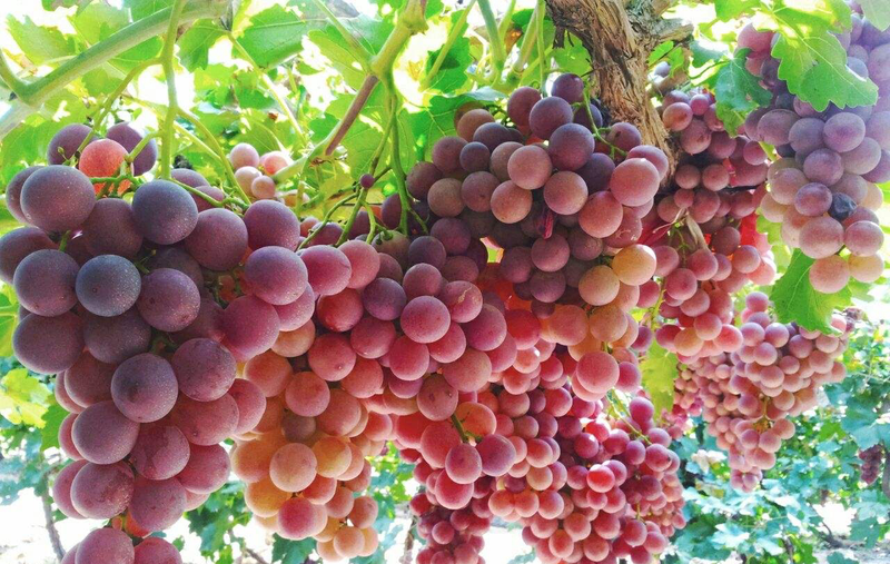 Equinox 5 cultivation methods