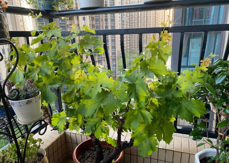 Equinox 5 cultivation methods