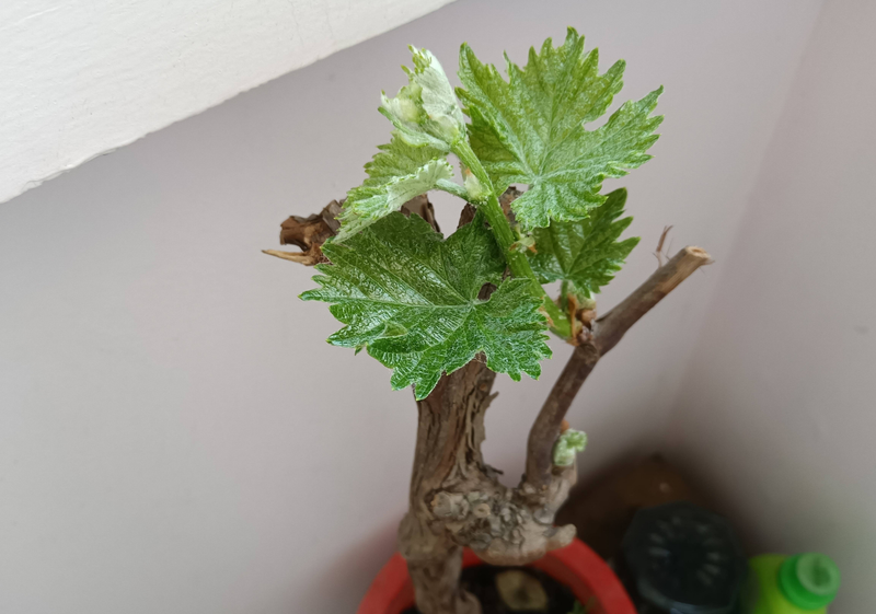 Equinox 5 cultivation methods