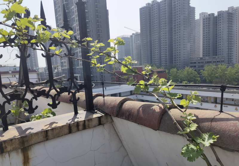 Equinox 5 cultivation methods