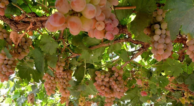 Equinox 5 cultivation methods