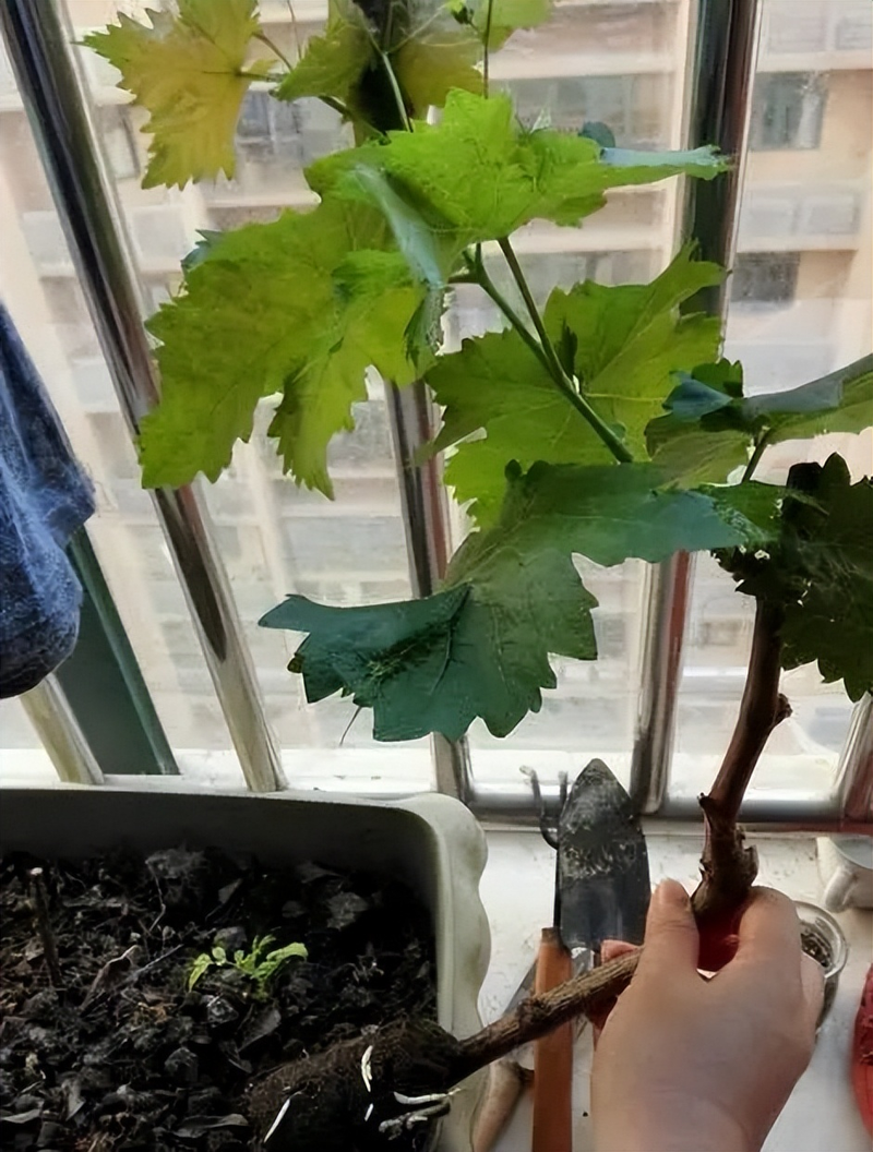 Equinox 5 cultivation methods