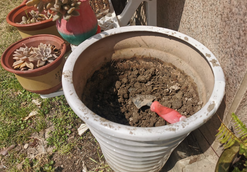 Equinox 5 cultivation methods