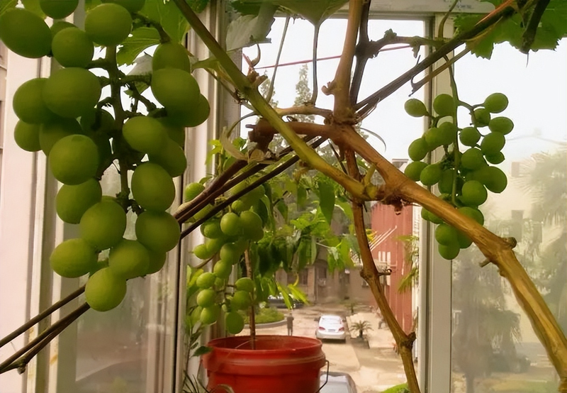 Equinox 5 cultivation methods