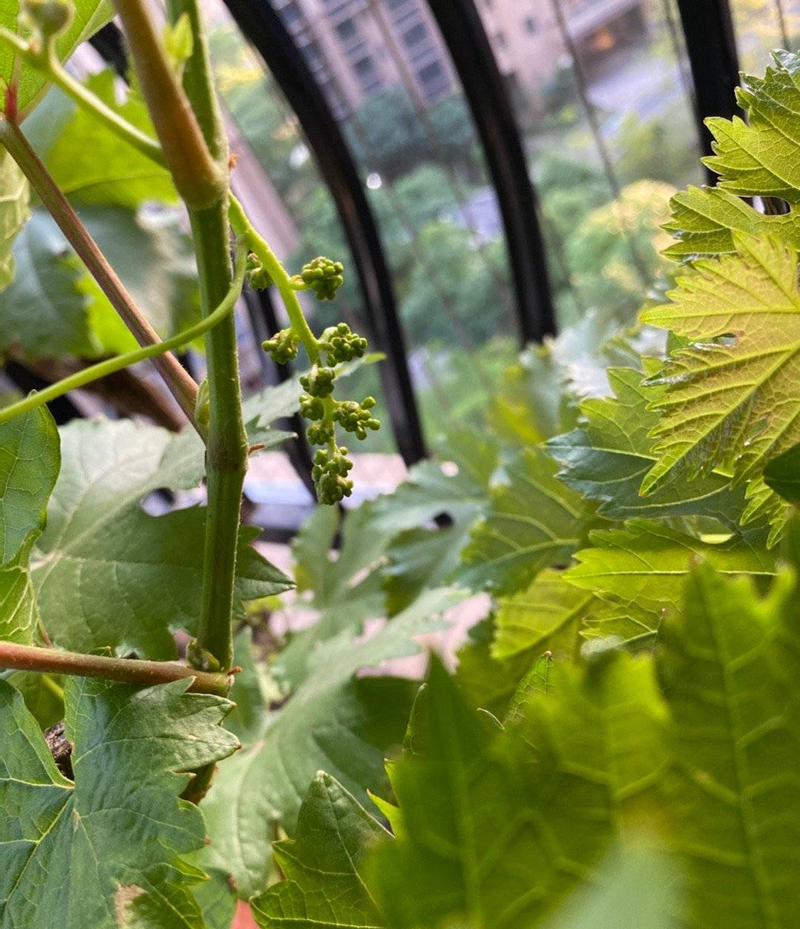 Equinox 5 cultivation methods