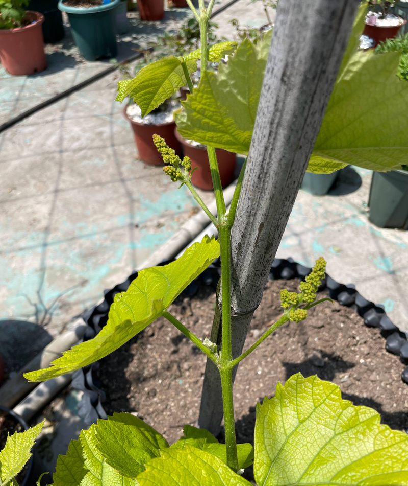 Equinox 5 cultivation methods