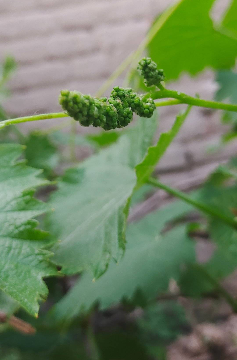 Equinox 5 cultivation methods