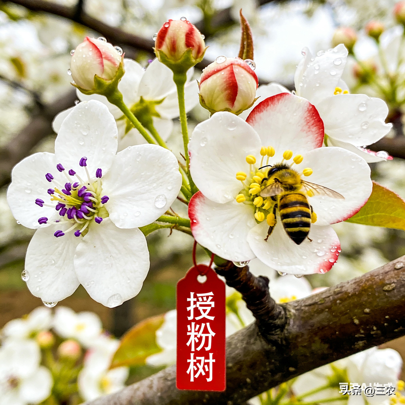 梨树种植技术与管理