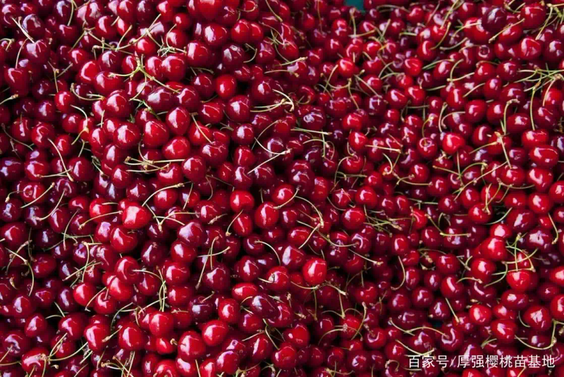 矮化樱桃种植技术