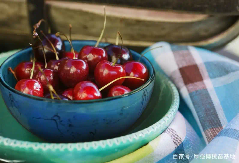 矮化樱桃种植技术