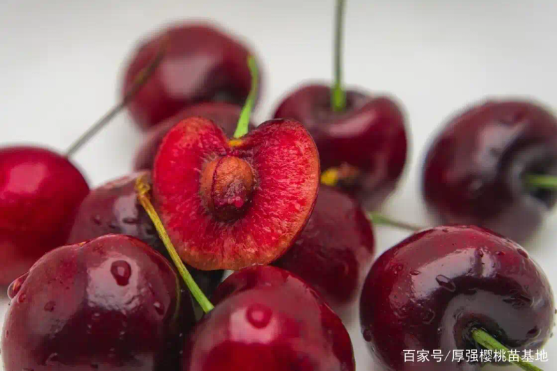 矮化樱桃种植技术