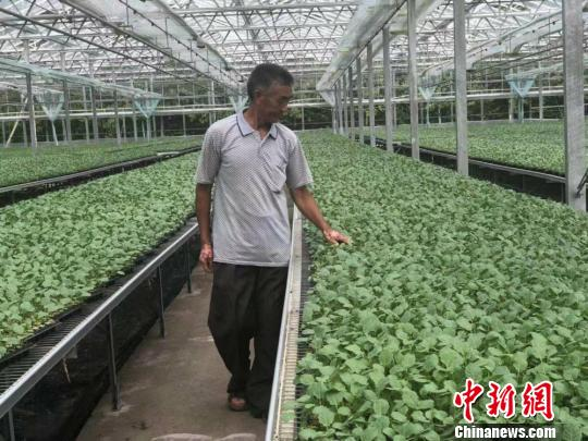 春季西兰花种植技术