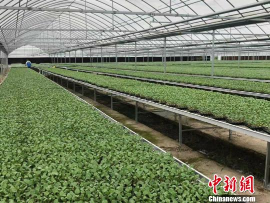 春季西兰花种植技术