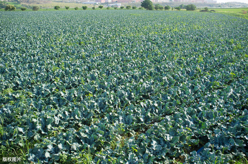 春季西兰花种植技术