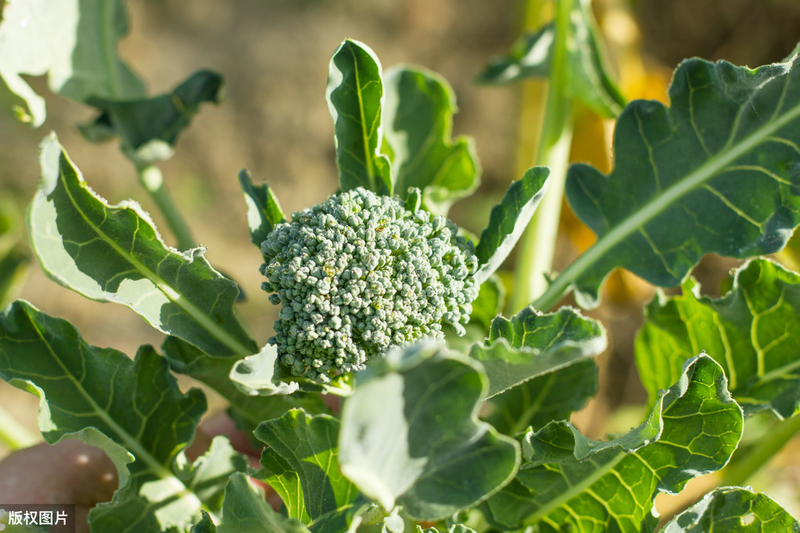 春季西兰花种植技术