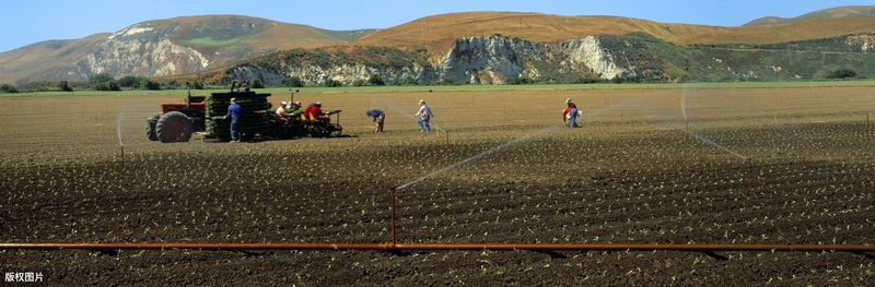 春季西兰花种植技术