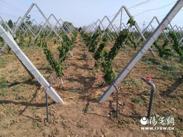 水果帮苗木种植