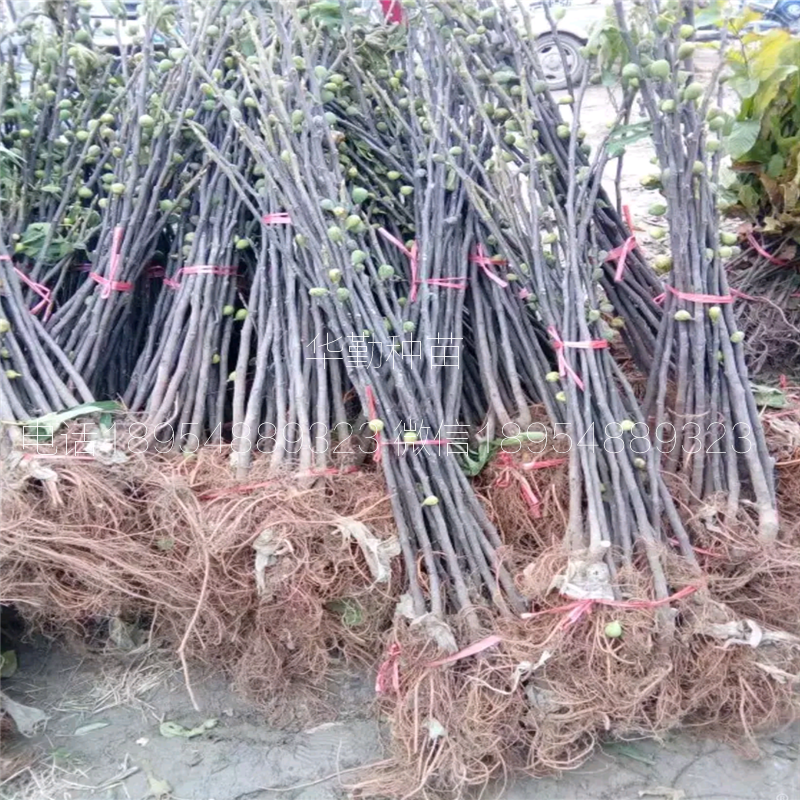 The shed grows the latest fruit tree species
