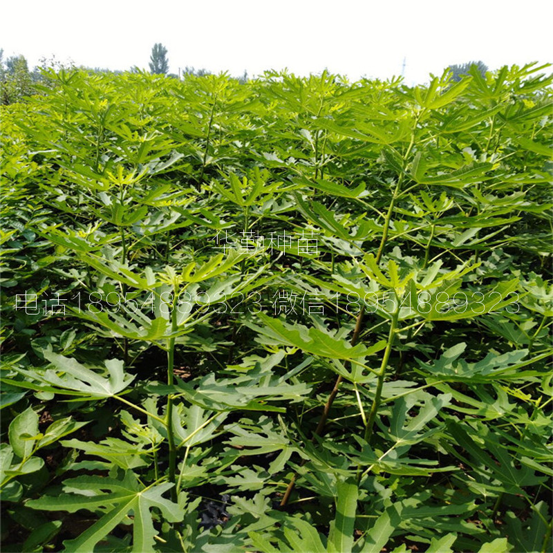 The shed grows the latest fruit tree species