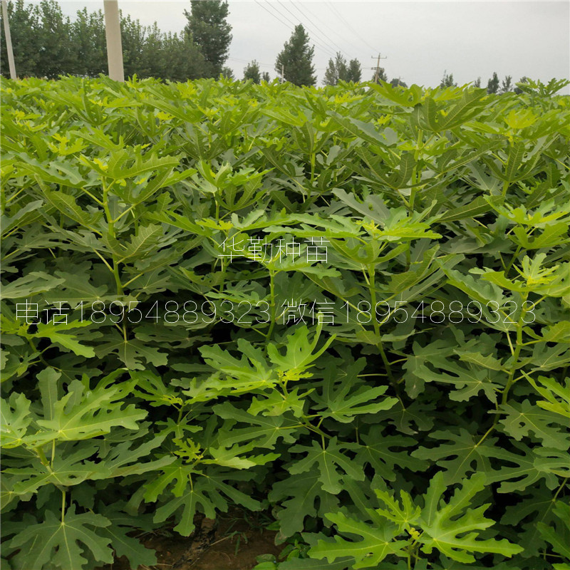 The shed grows the latest fruit tree species