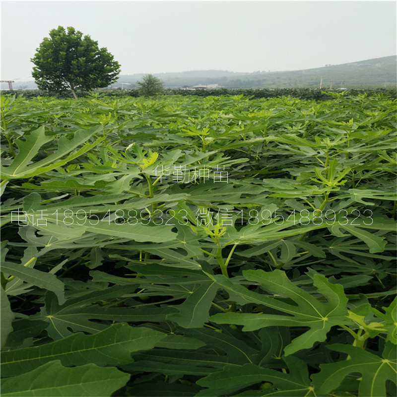 The shed grows the latest fruit tree species
