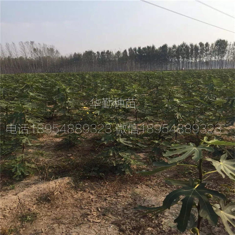 The shed grows the latest fruit tree species
