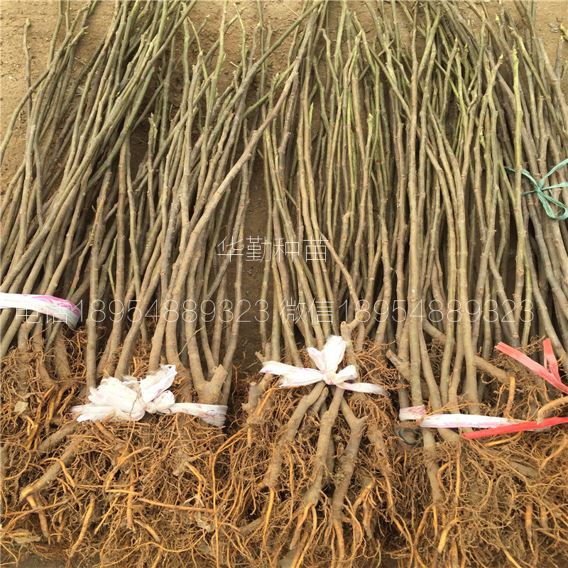 The shed grows the latest fruit tree species