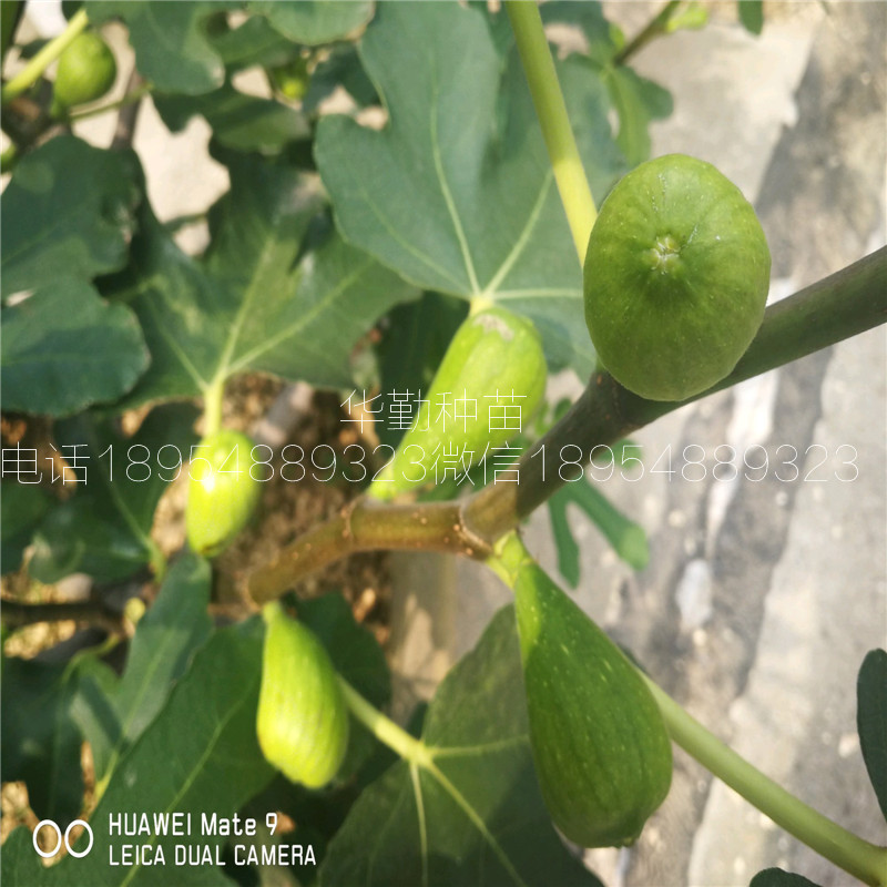 The shed grows the latest fruit tree species