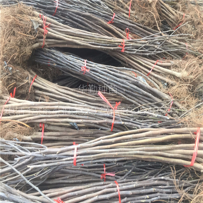 The shed grows the latest fruit tree species