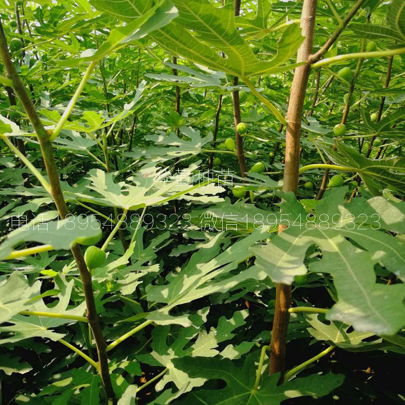 The shed grows the latest fruit tree species