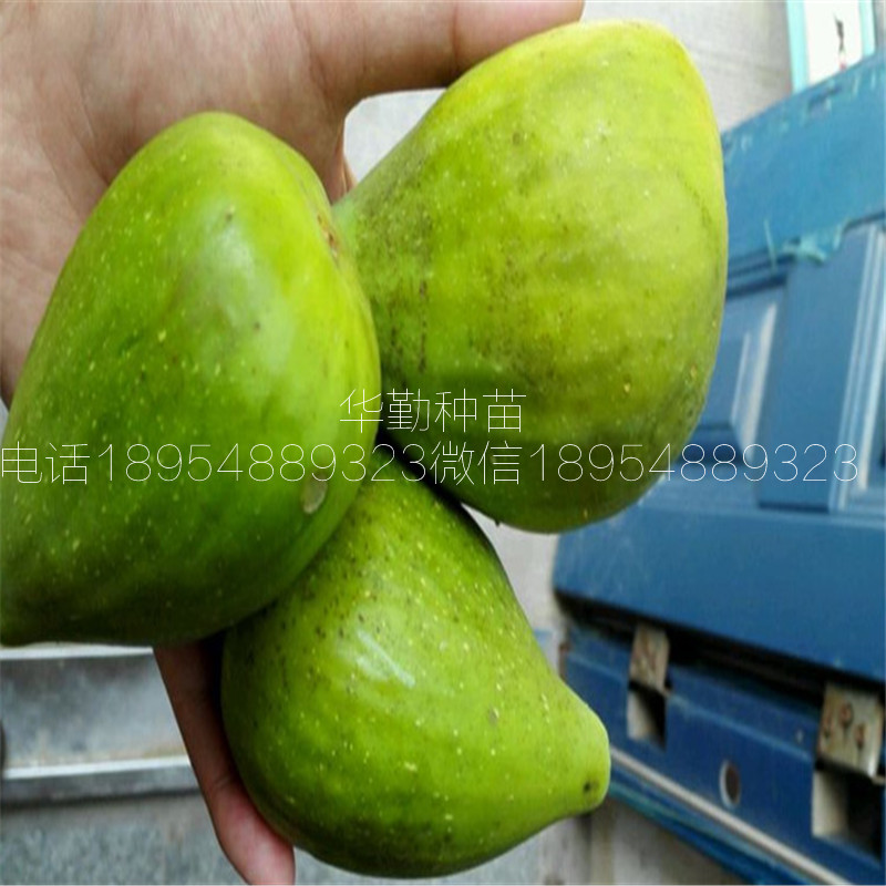 The shed grows the latest fruit tree species