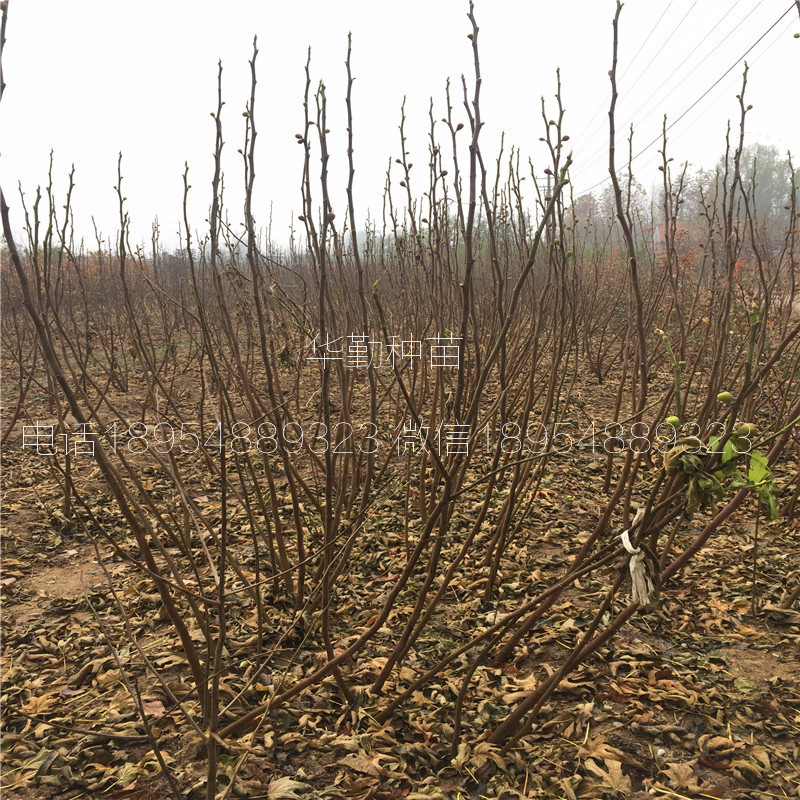 The shed grows the latest fruit tree species