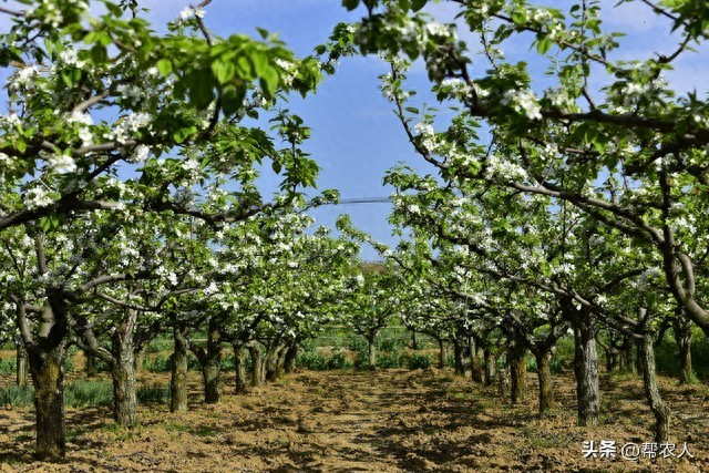 Pear planting techniques and management