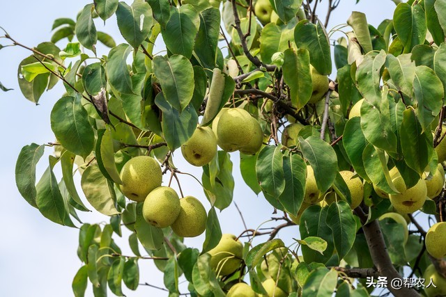 Pear planting techniques and management