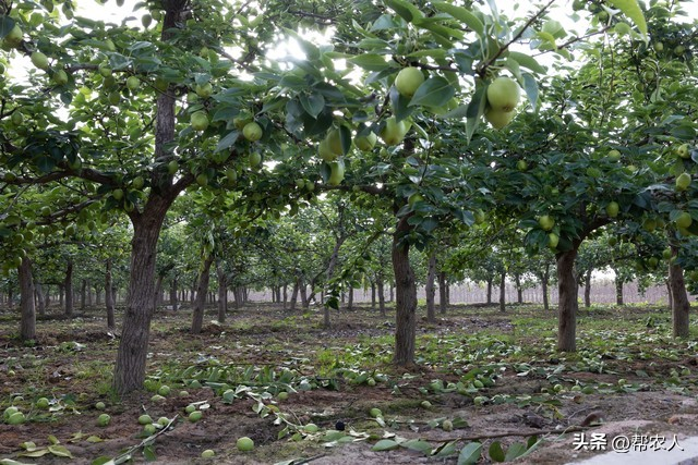 Pear planting techniques and management