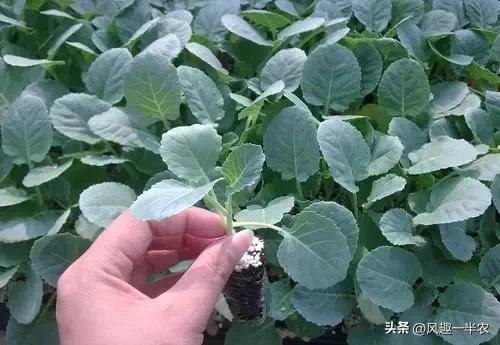 春季西兰花种植技术