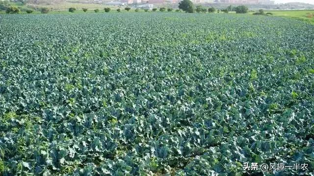 春季西兰花种植技术