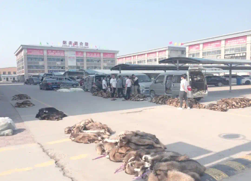 尚村毛皮市场复苏与行业新动向分析